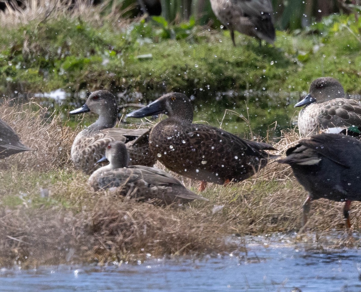 Австралийская широконоска - ML644498992