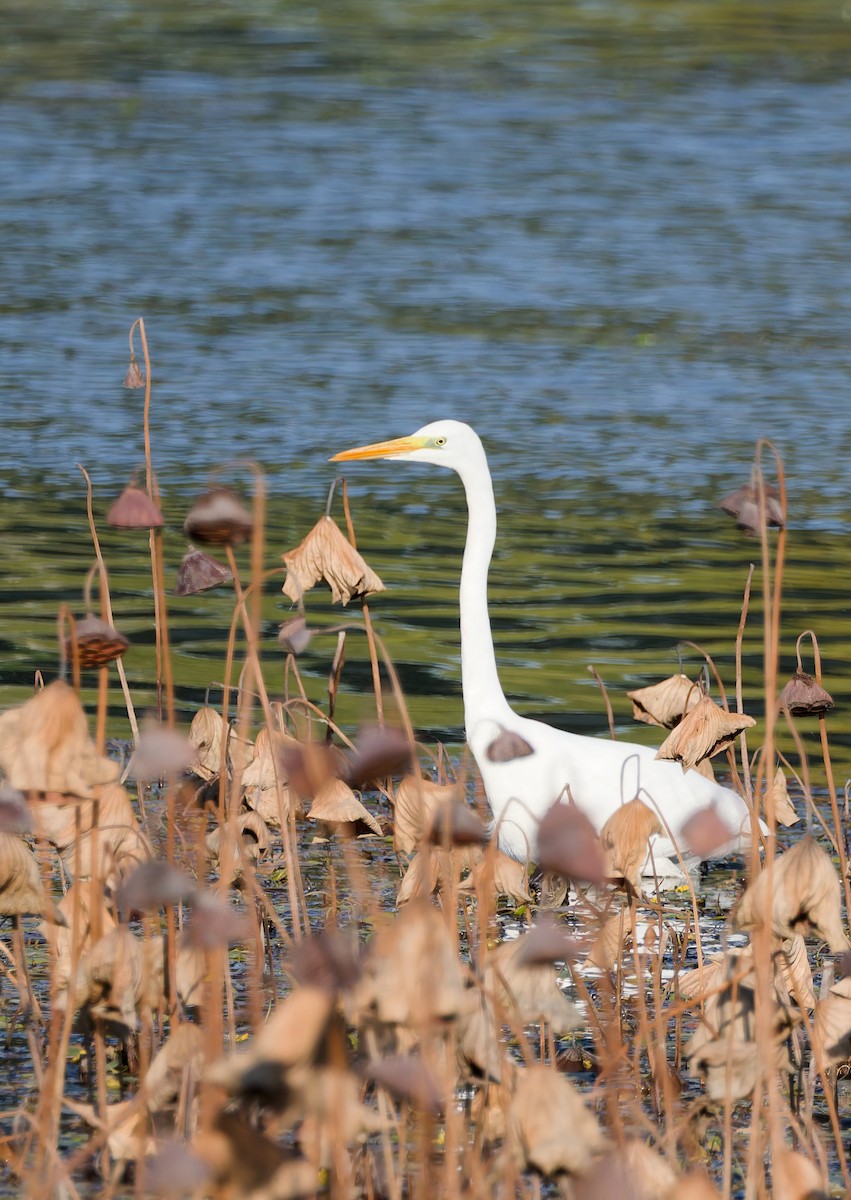 volavka prostřední - ML644498994