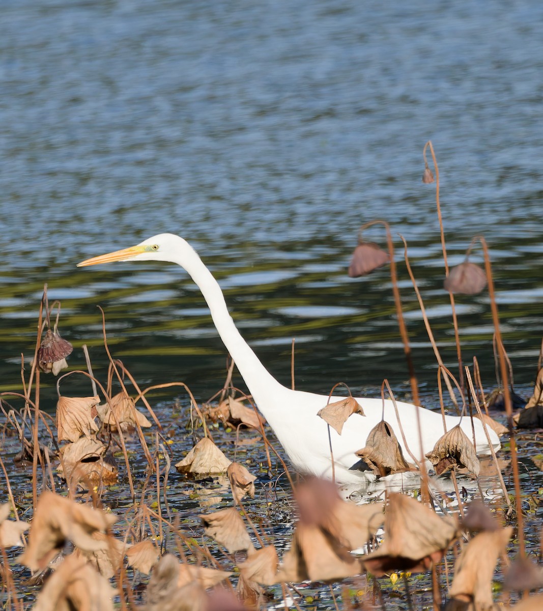 volavka prostřední - ML644498995