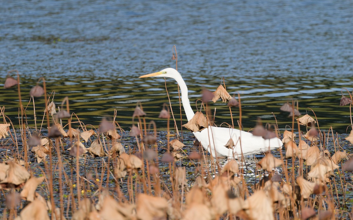 volavka prostřední - ML644498996
