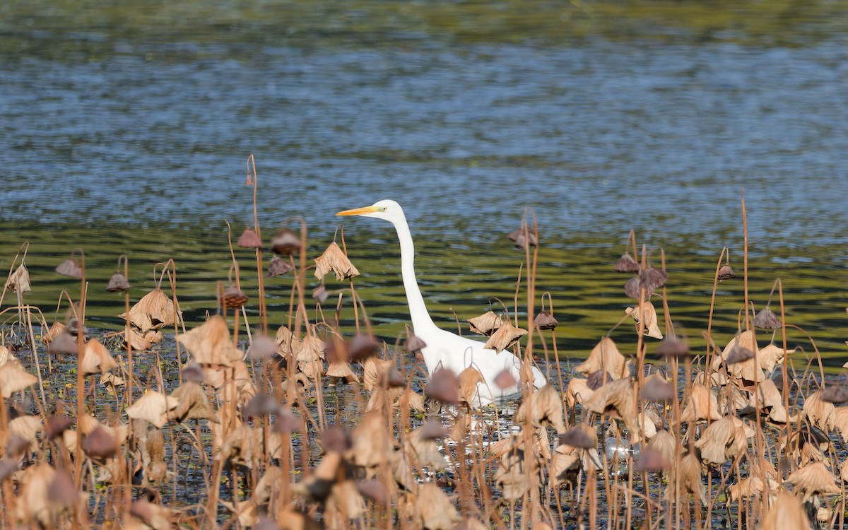 volavka prostřední - ML644498997