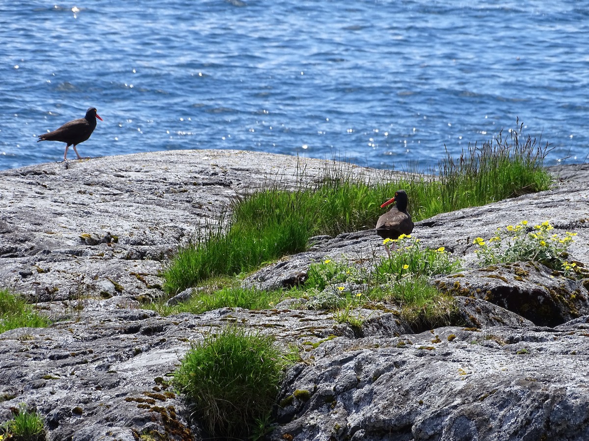 Black Oystercatcher - ML644499008