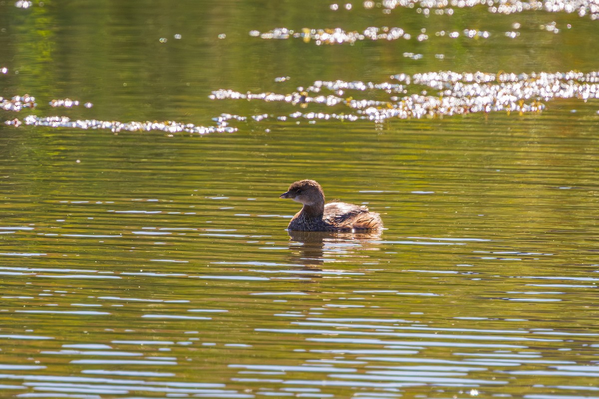 Pied-billed Grebe - ML644499014