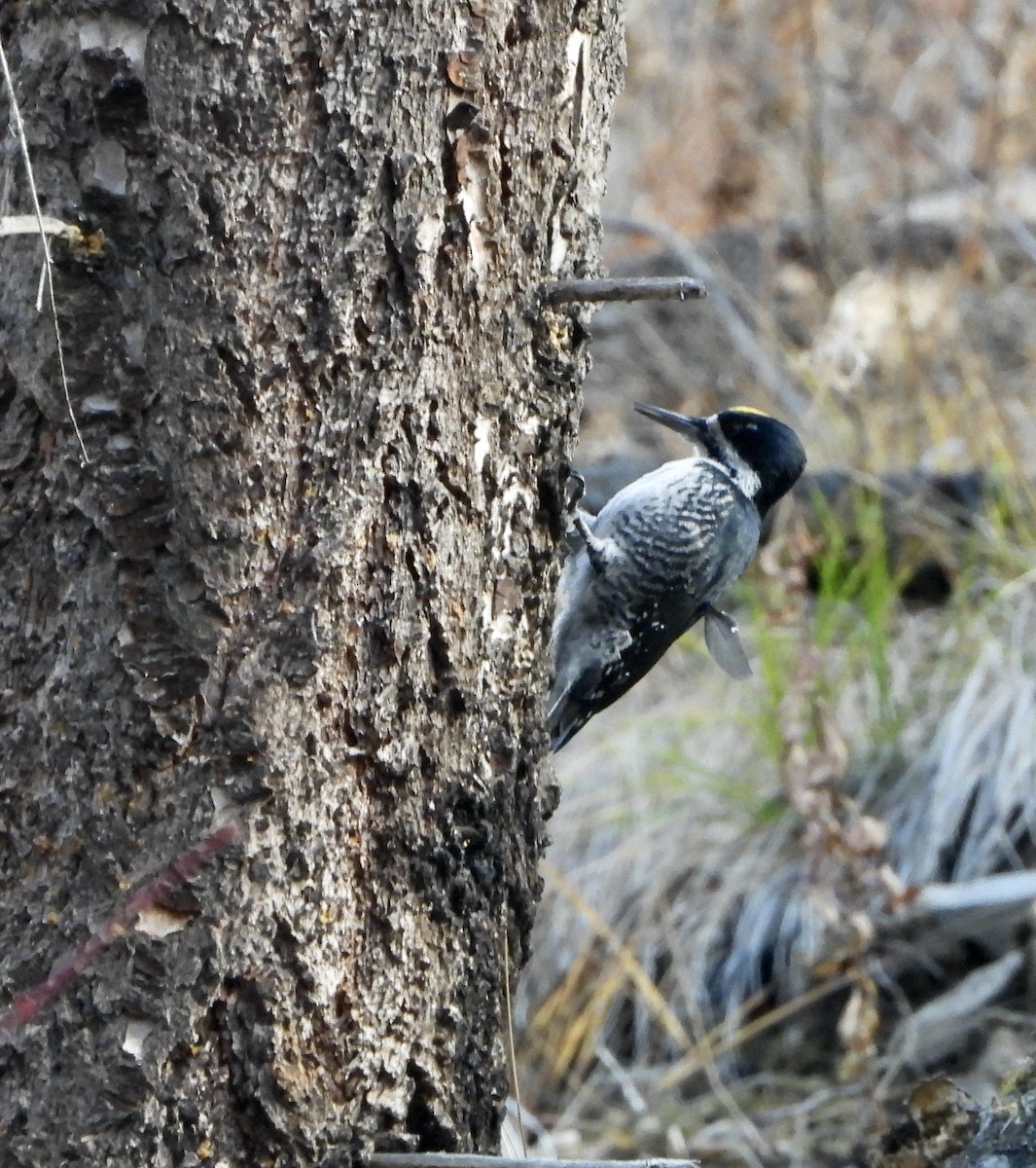 Black-backed Woodpecker - ML644499020