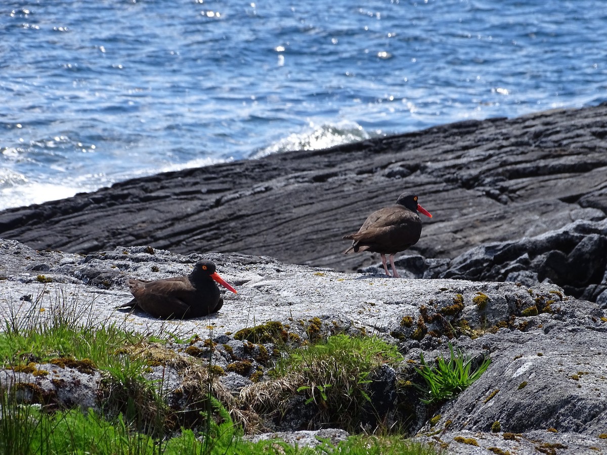 Black Oystercatcher - ML644499022