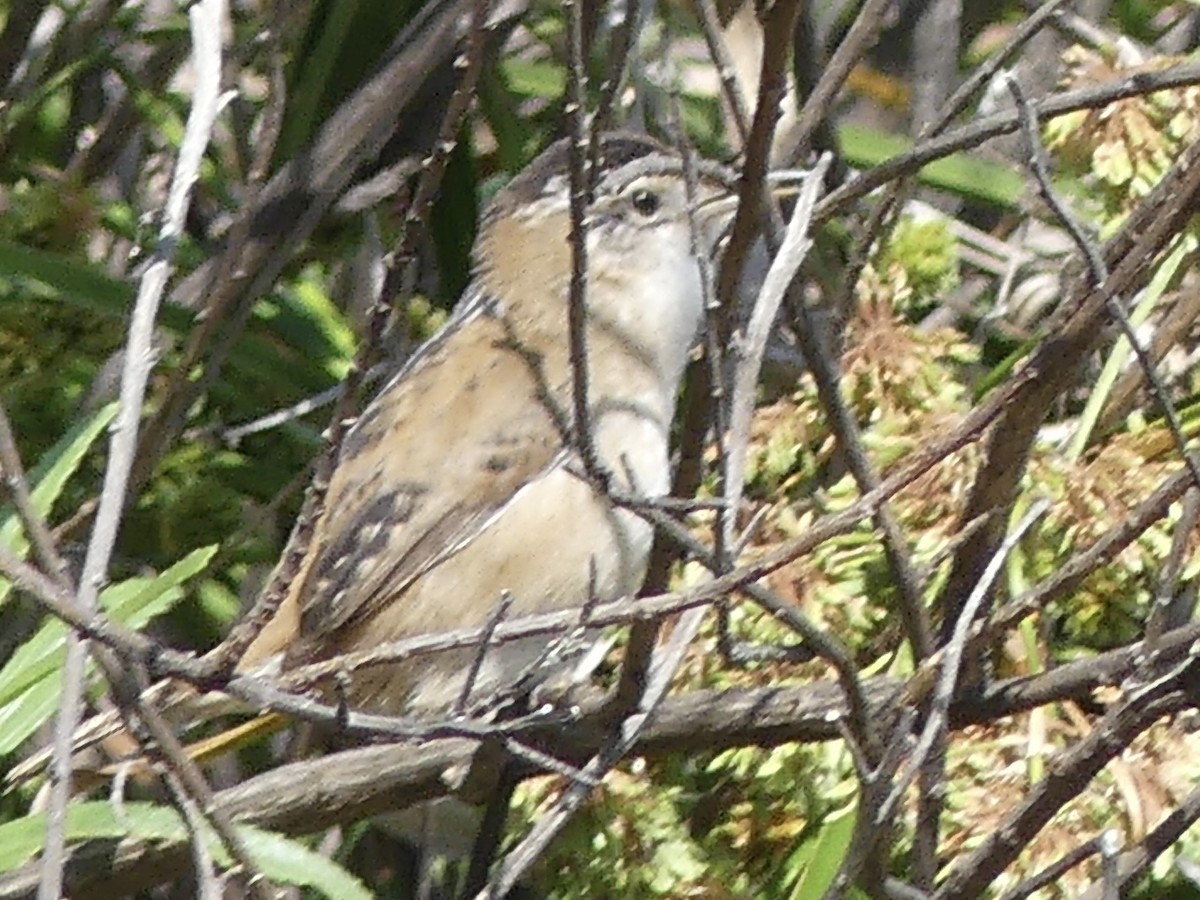 Marsh Wren - ML644499030