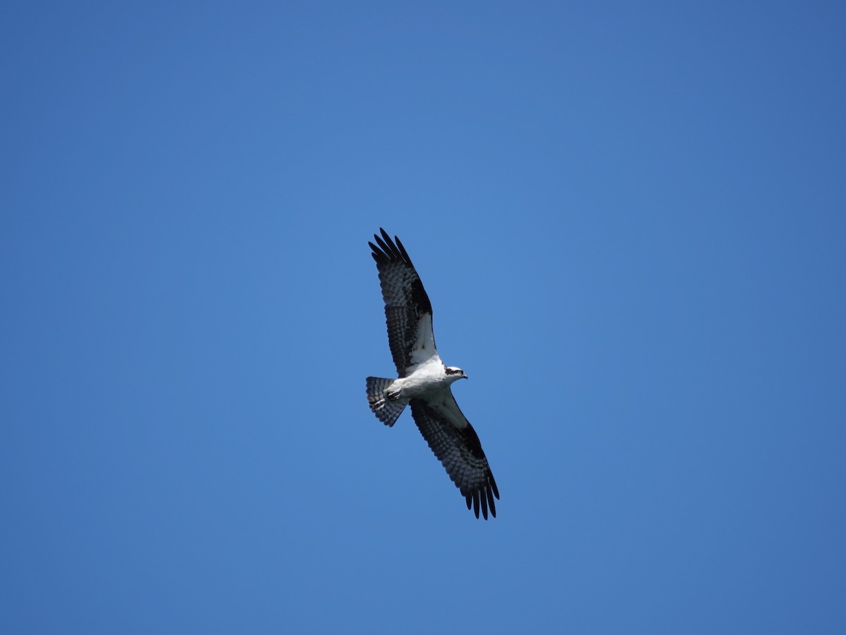 Загасч явлаг - ML644499031