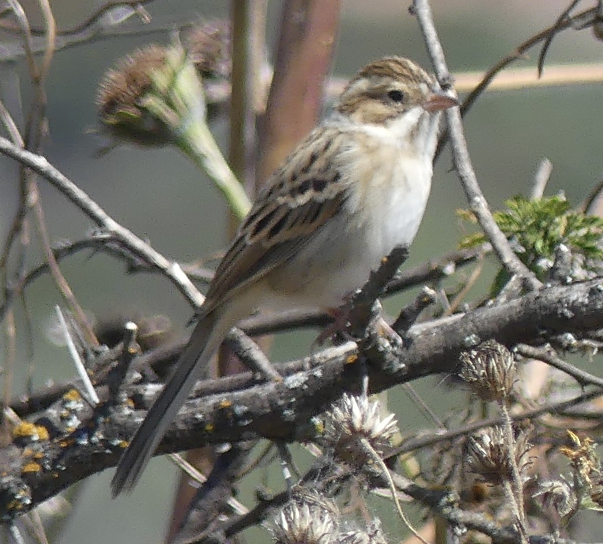 Clay-colored Sparrow - ML644499046