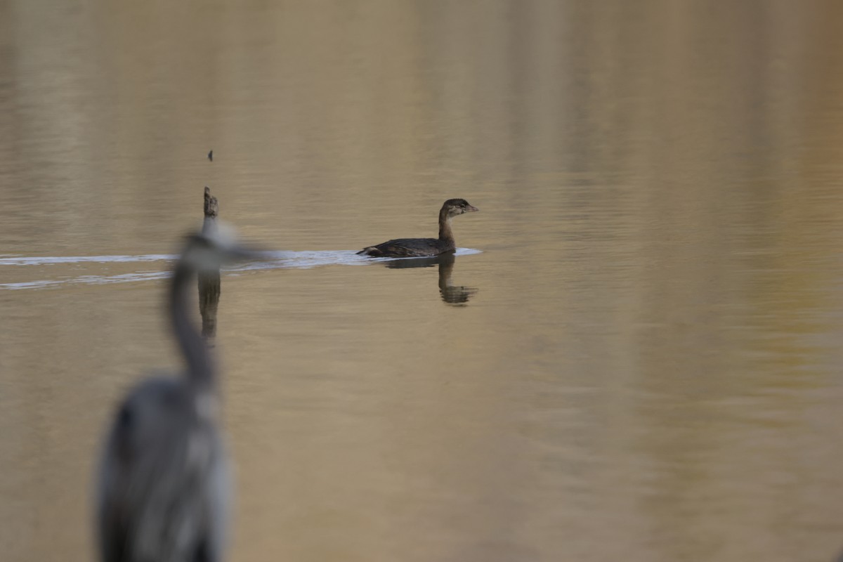 Pied-billed Grebe - ML644499048