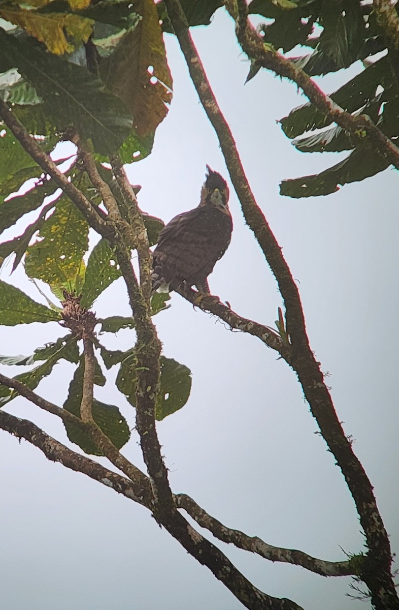 Prachtadler - ML644499056