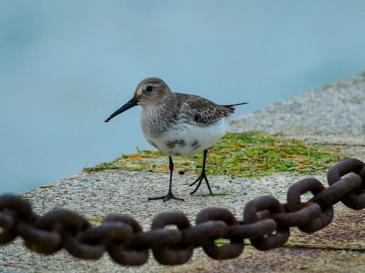 黑腹濱鷸 - ML644499064