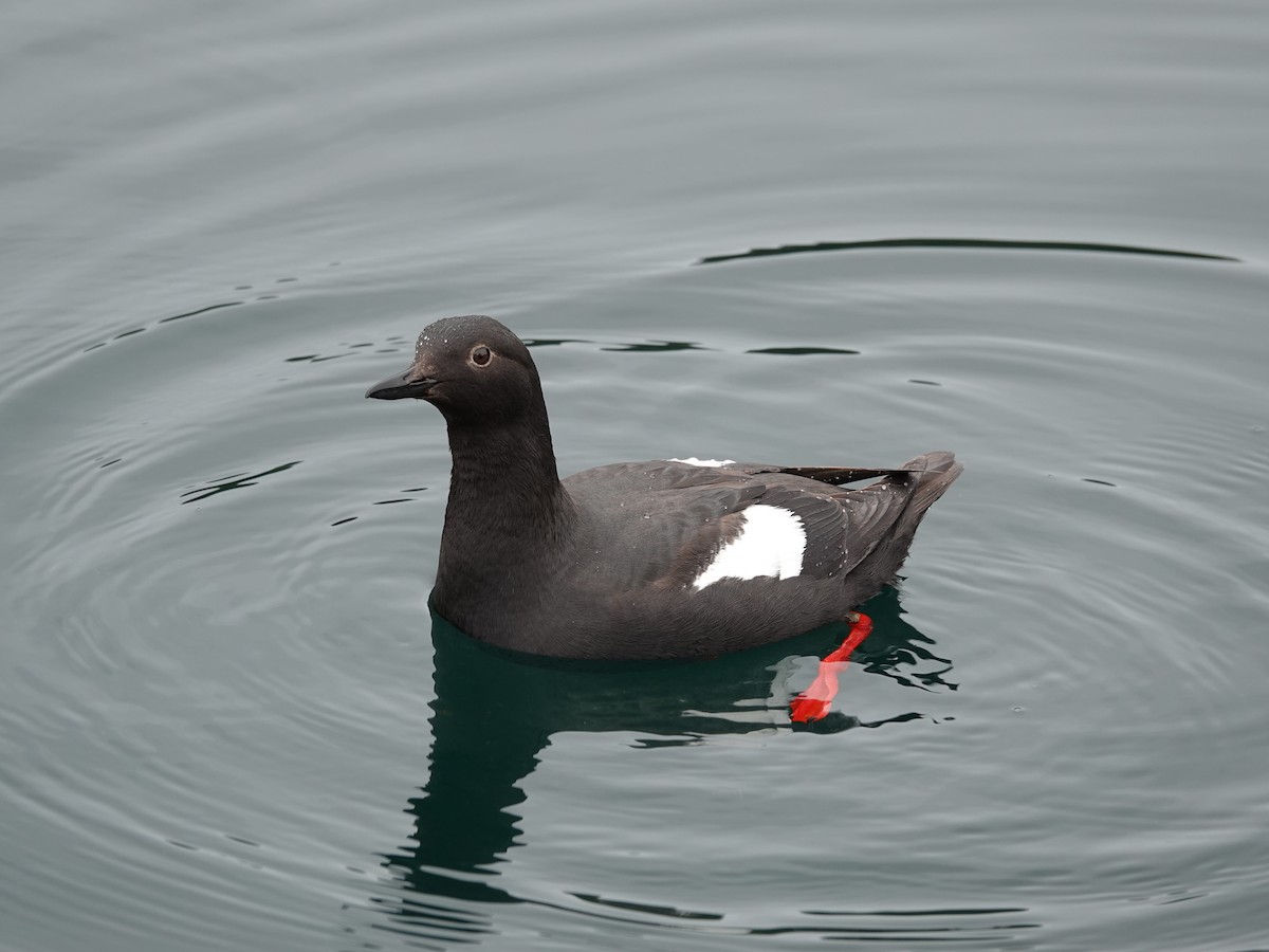 Pigeon Guillemot - ML644499080