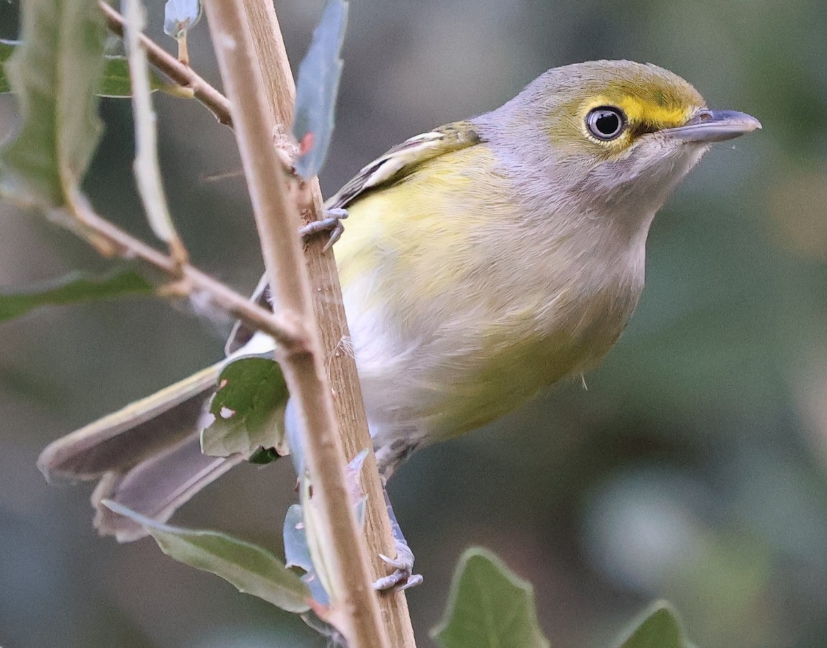 Белоглазый виреон - ML644499081