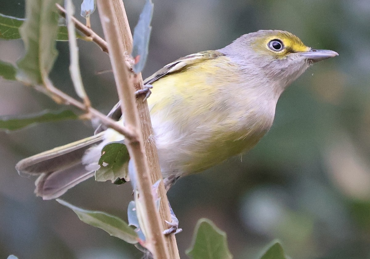 Белоглазый виреон - ML644499082