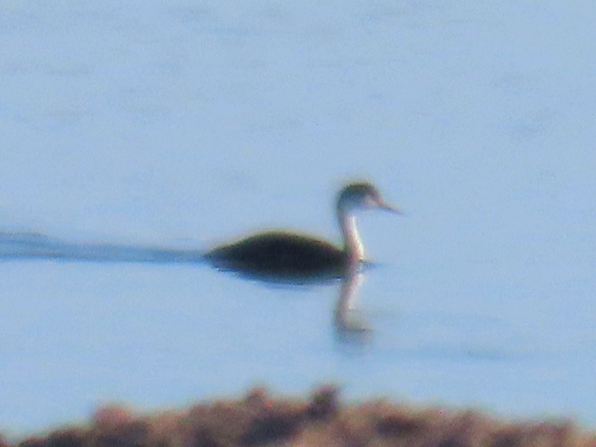 クビナガカイツブリ - ML644499096