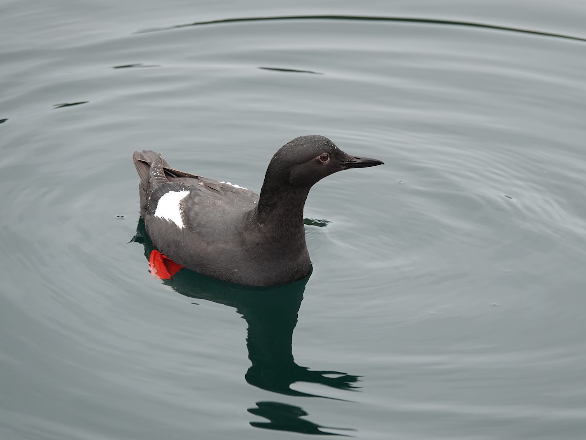 Pigeon Guillemot - ML644499101