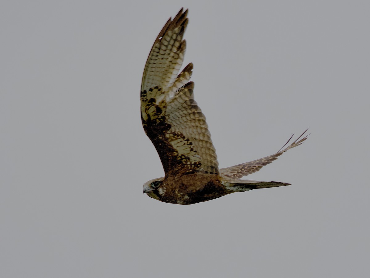 Brown Falcon - ML644499106