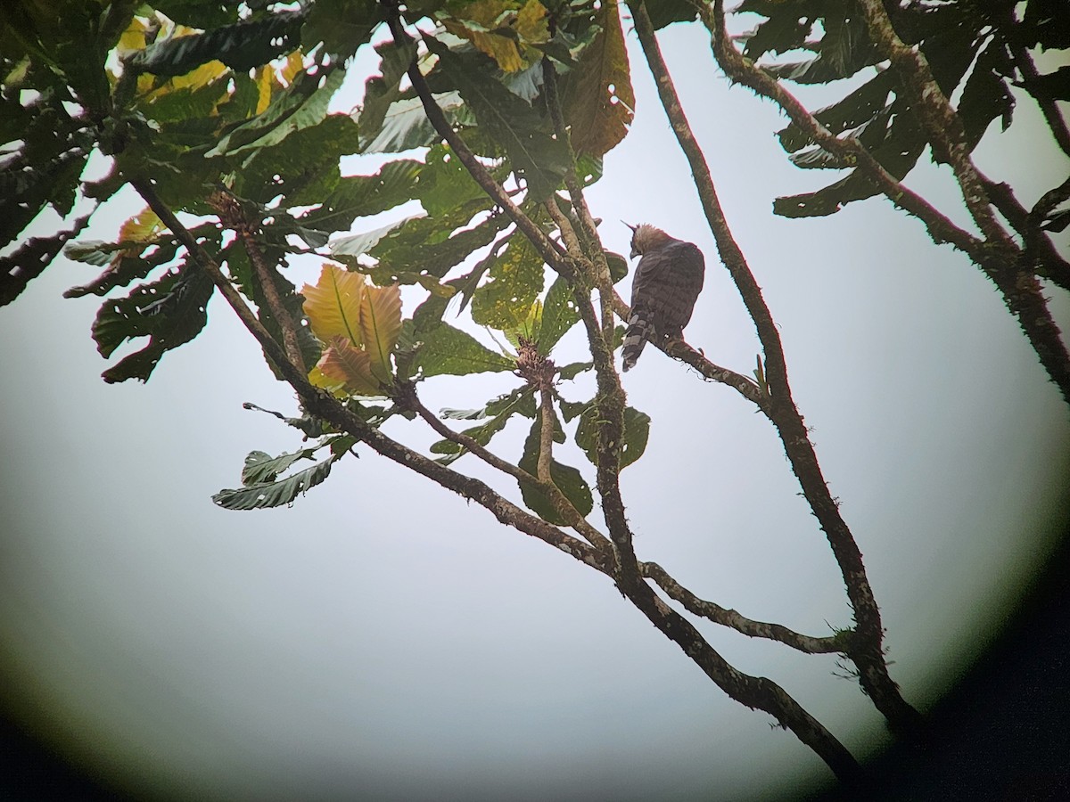 Prachtadler - ML644499108