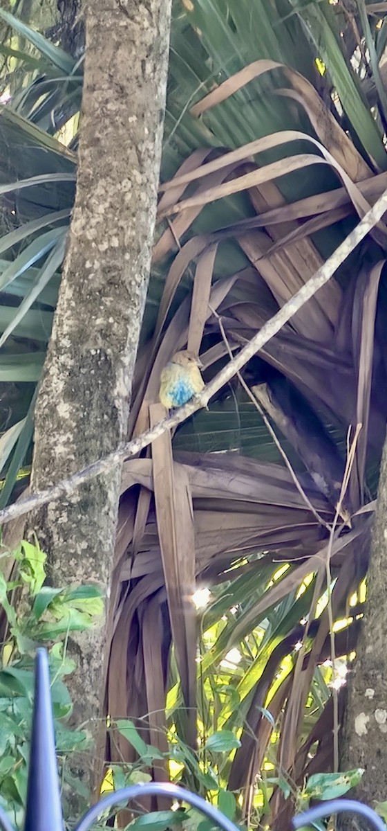 Индиговый колорин - ML644499136