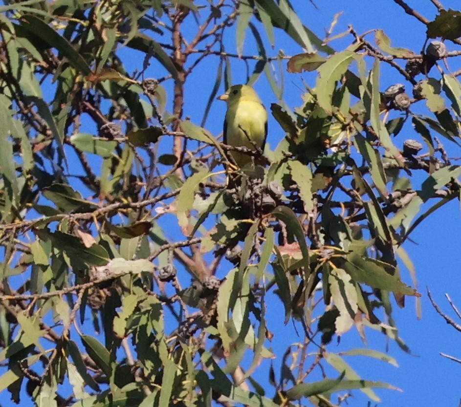 Piranga gorri-beltza - ML644499140