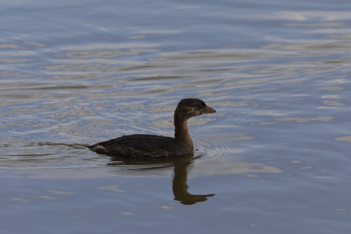 Pied-billed Grebe - ML644499147