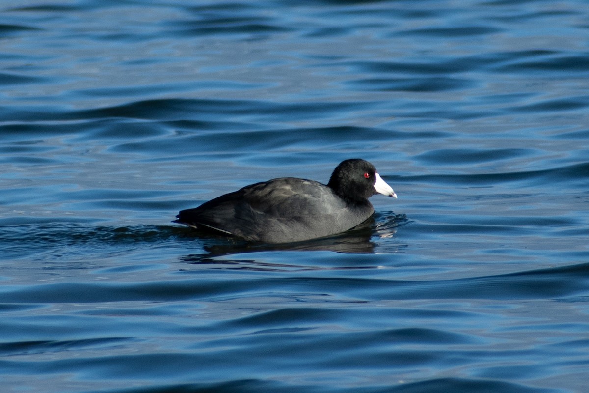 アメリカオオバン - ML644499170