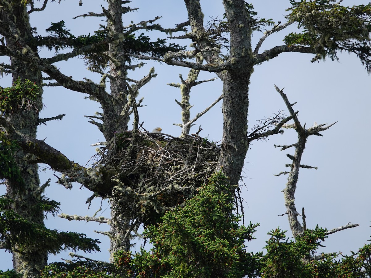 Bald Eagle - ML644499174