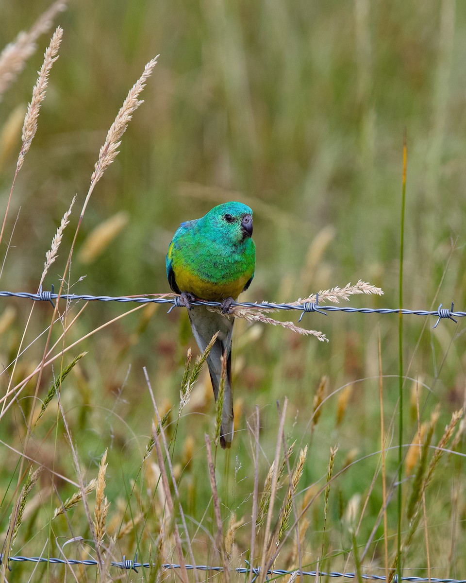 ビセイインコ - ML644499185