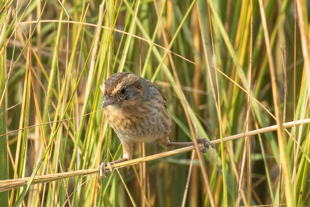 ネルソントゲオヒメドリ - ML644499208