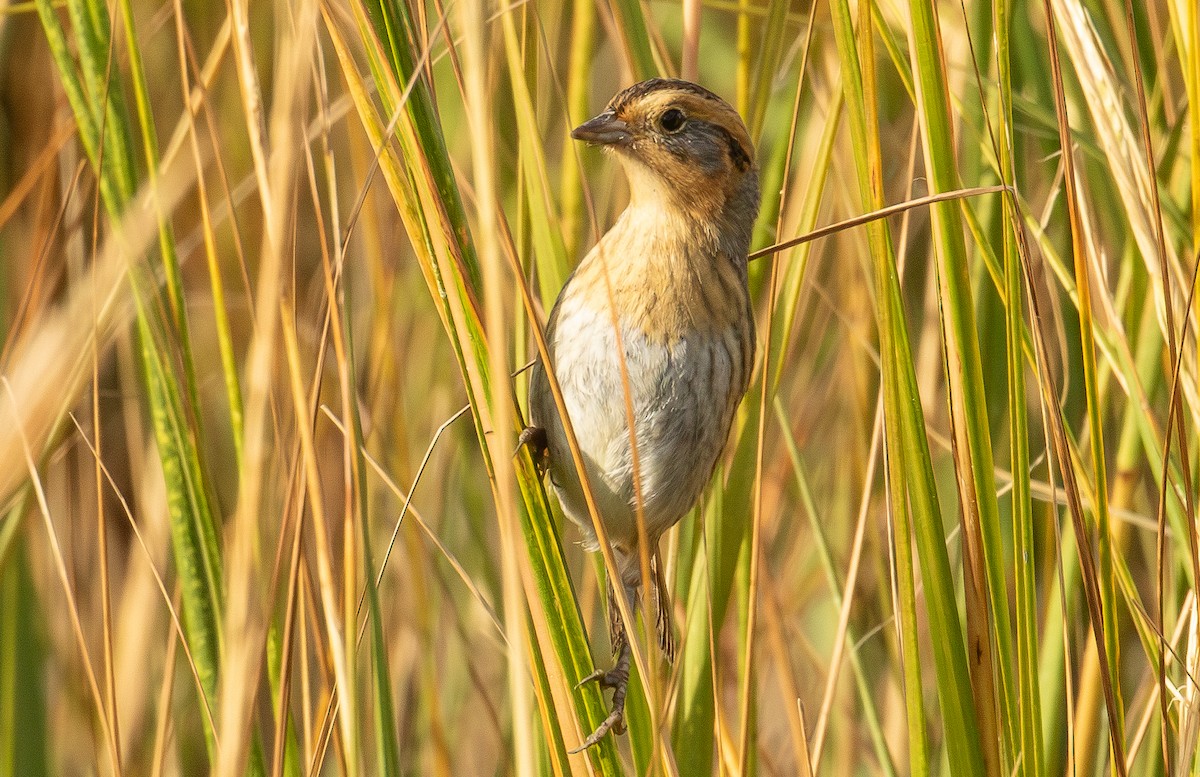 ネルソントゲオヒメドリ - ML644499209