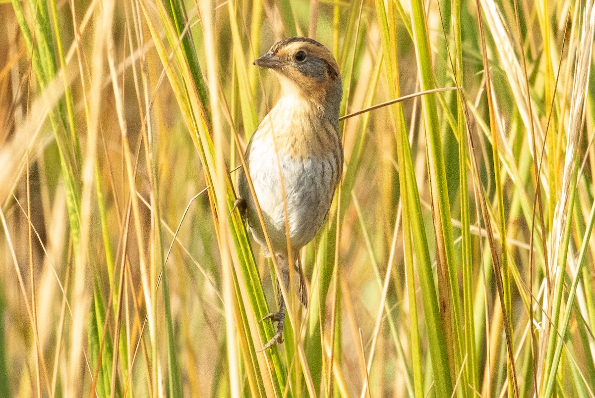 ネルソントゲオヒメドリ - ML644499210