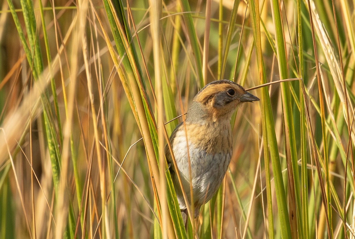ネルソントゲオヒメドリ - ML644499212