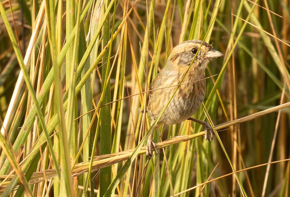 ネルソントゲオヒメドリ - ML644499213