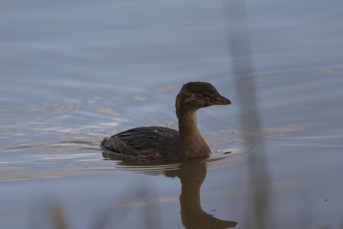Pied-billed Grebe - ML644499214