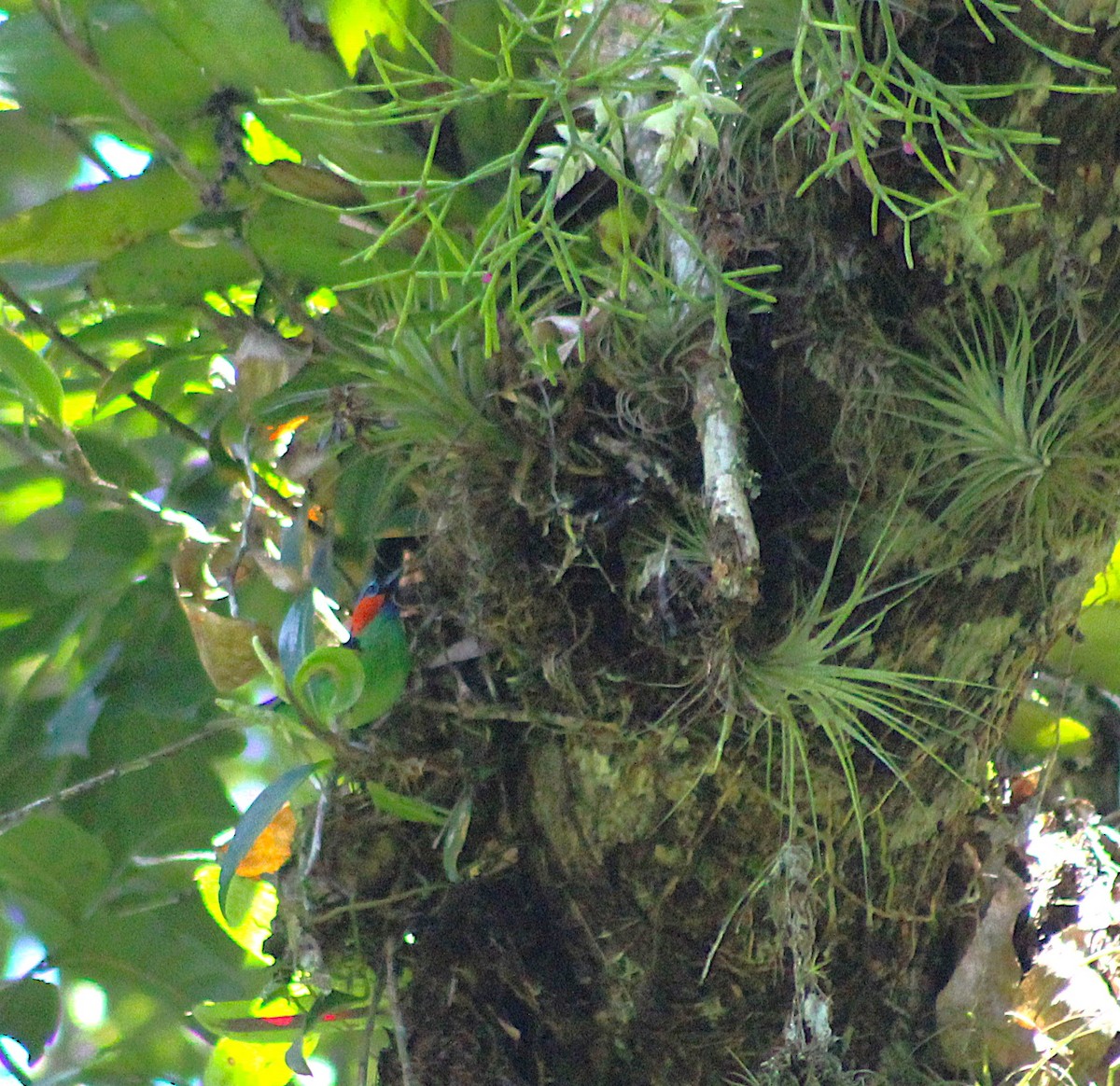 Tangara Militar - ML644499219