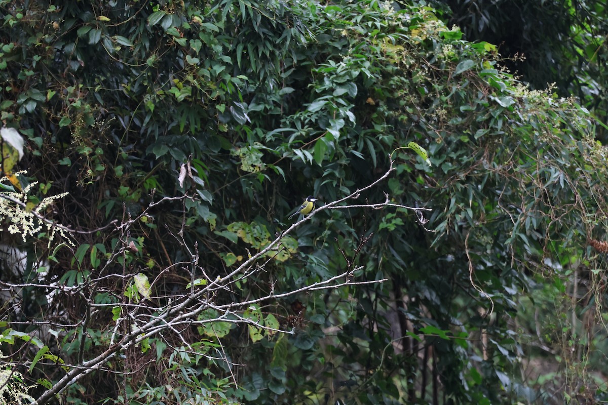 Mésange montagnarde - ML644499234