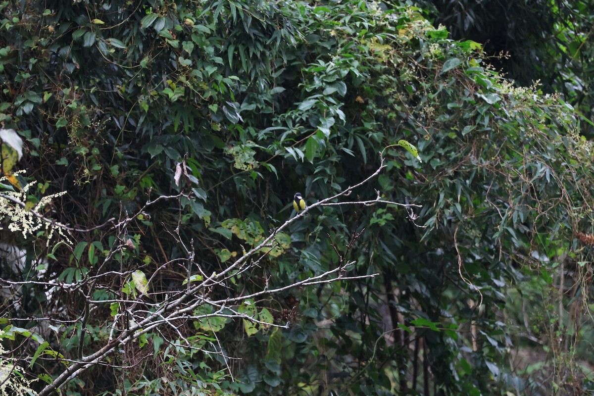 Mésange montagnarde - ML644499235