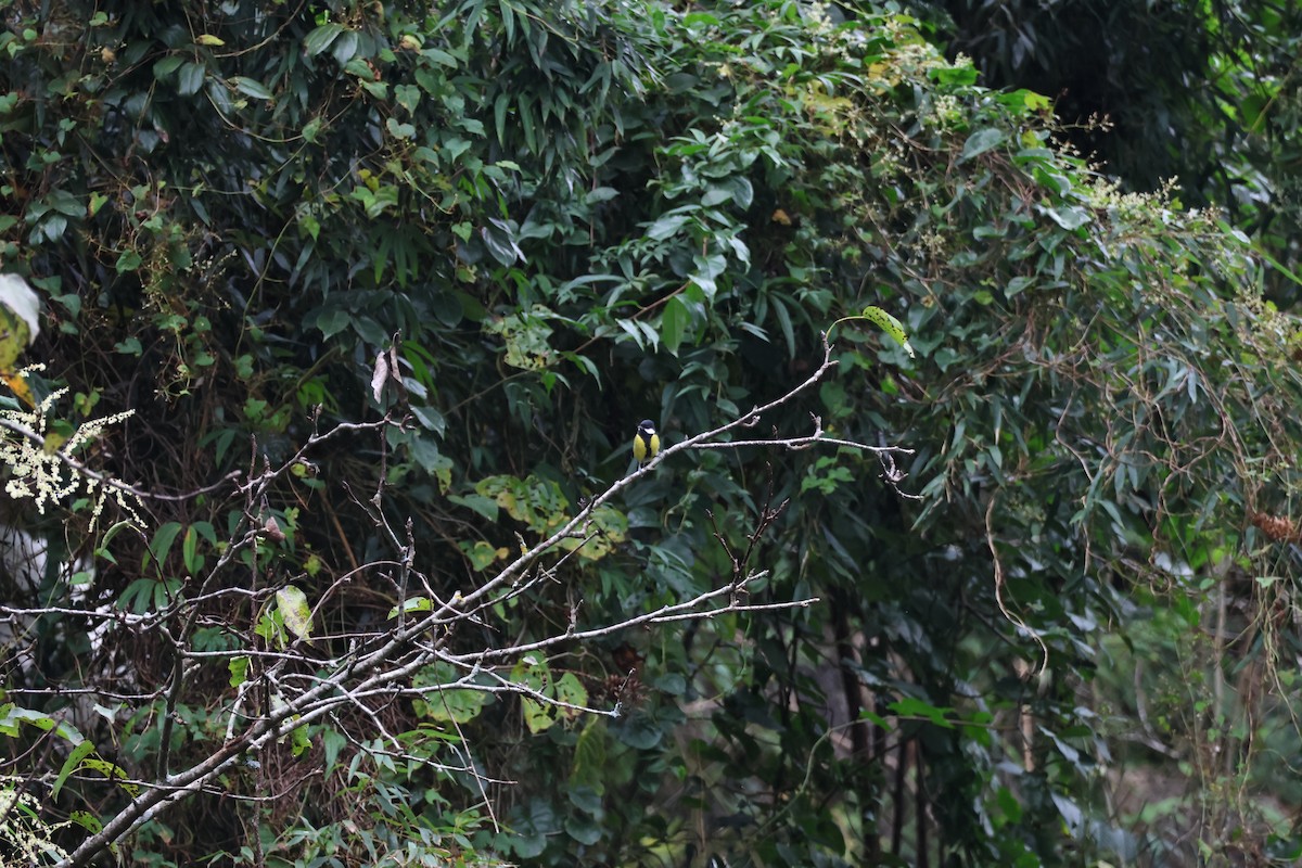 Mésange montagnarde - ML644499236