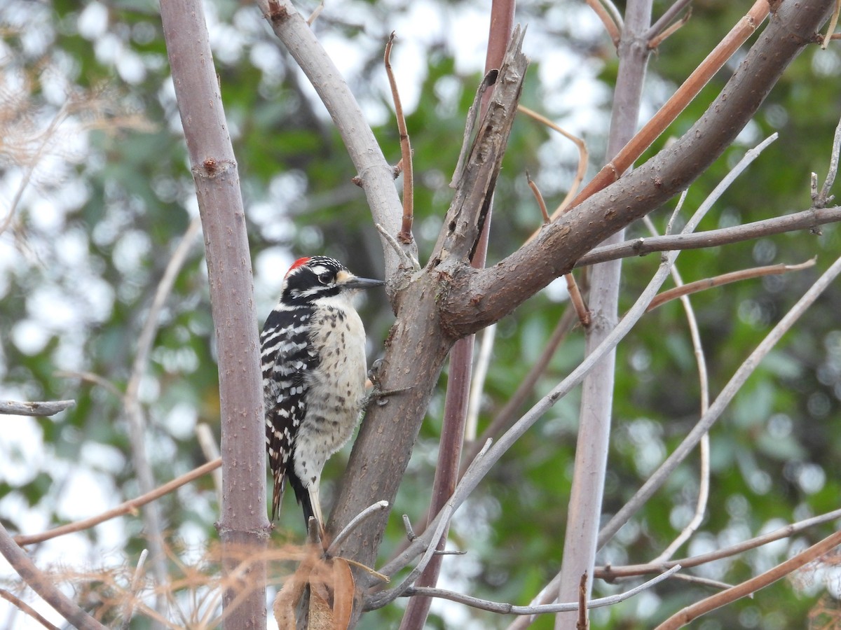 Nuttall's Woodpecker - ML644499243