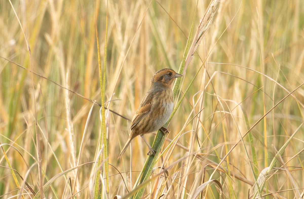 ネルソントゲオヒメドリ - ML644499244