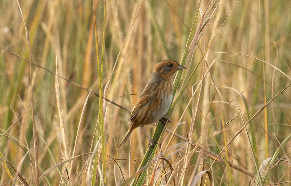 ネルソントゲオヒメドリ - ML644499245