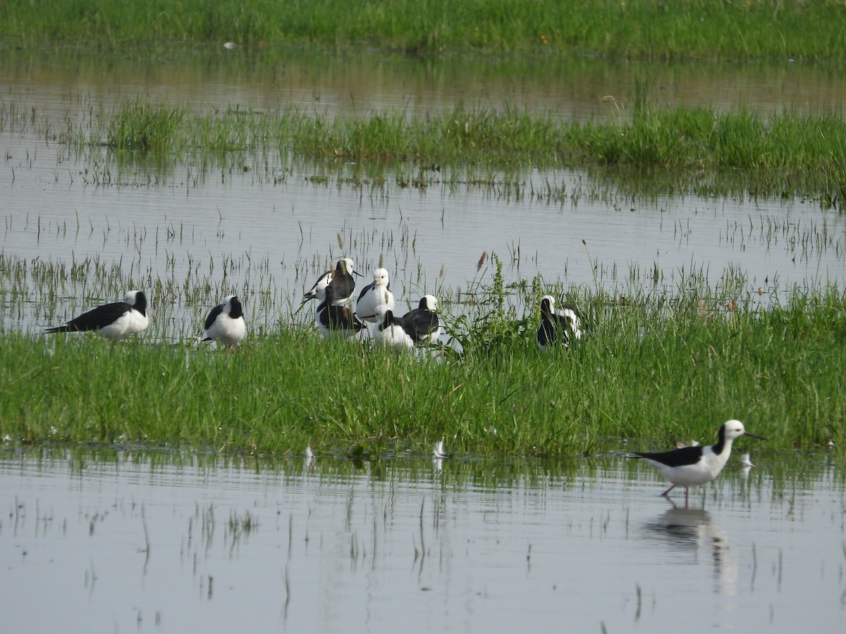 オーストラリアセイタカシギ - ML644499246