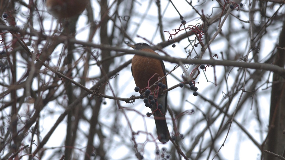 Merle d'Amérique - ML644499256