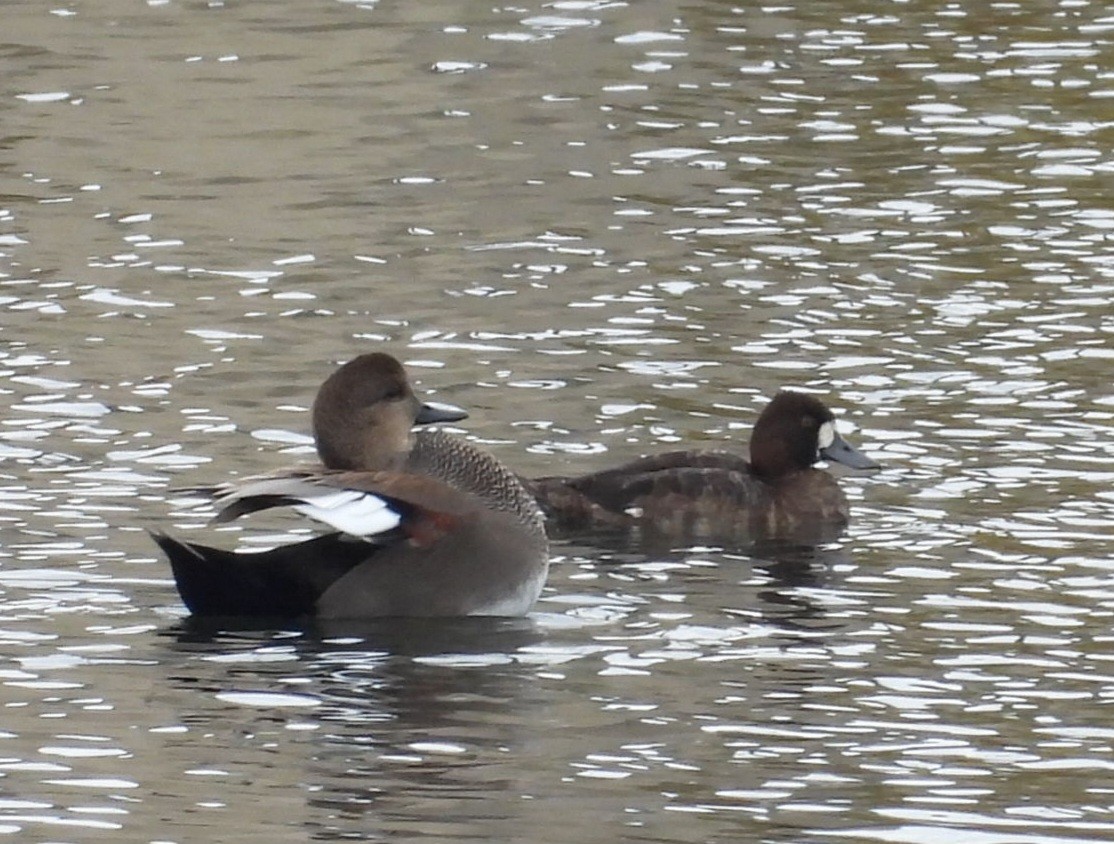 Gadwall - ML644499273
