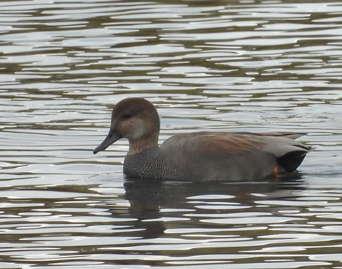Gadwall - ML644499274