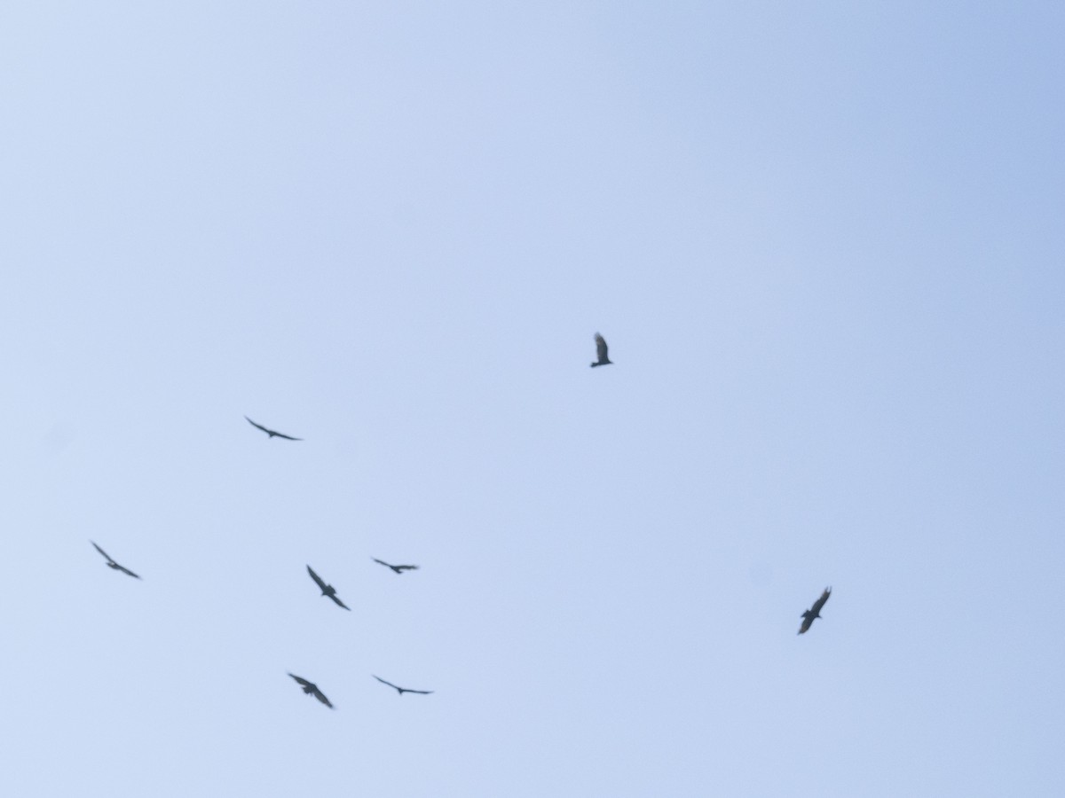 ヒメコンドル - ML644499280