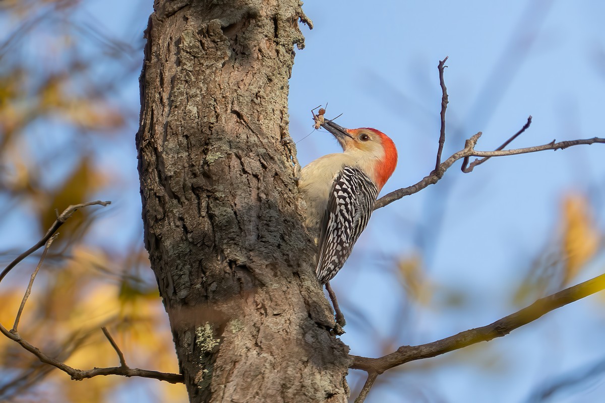 Red-bellied Woodpecker - ML644499282