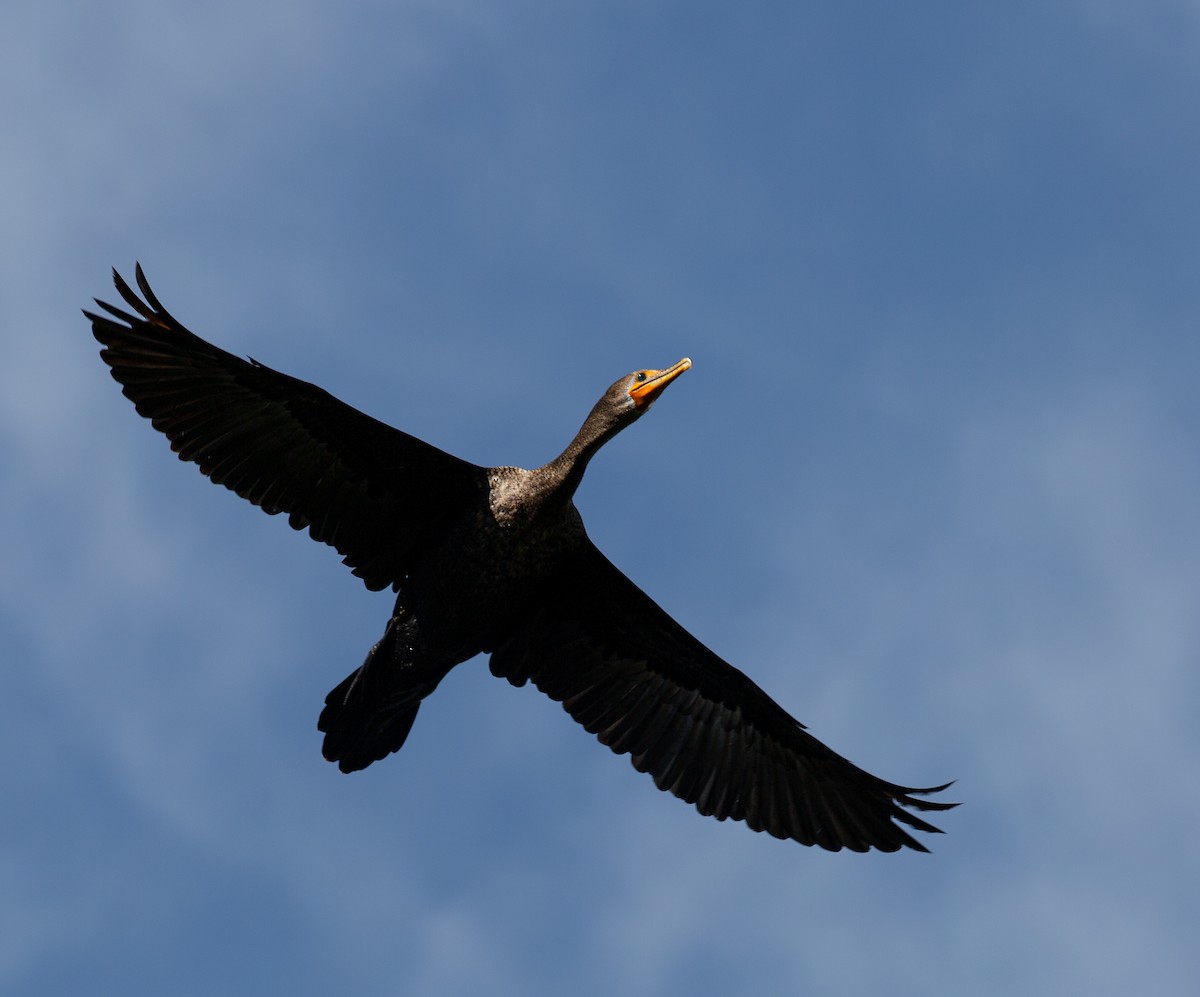 ミミヒメウ - ML644499289