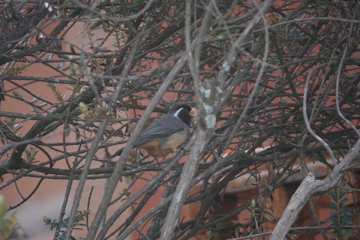 キバシイカル - ML644499291