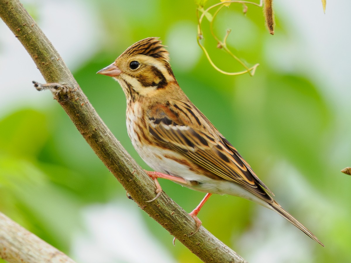 カシラダカ - ML644499292